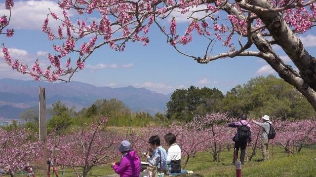 笛吹市・日本一の桃源郷を歩こう（笛吹市春日居スポーツ広場）