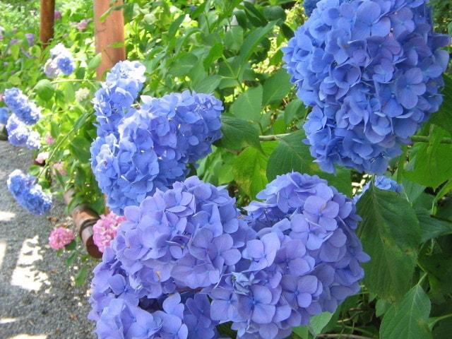 【あじさい・見ごろ】長谷寺