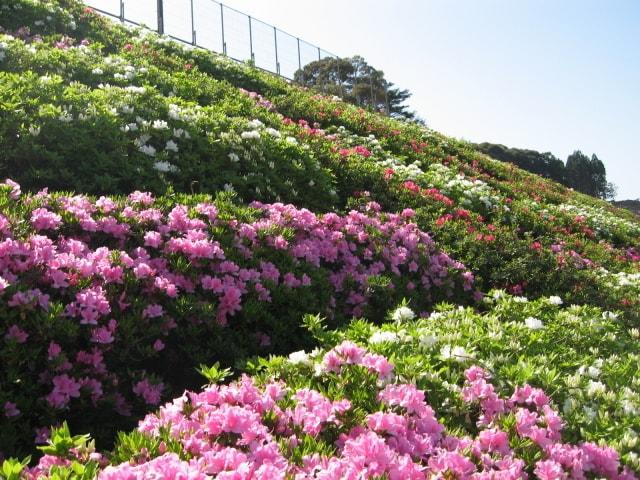 万倉つつじまつり