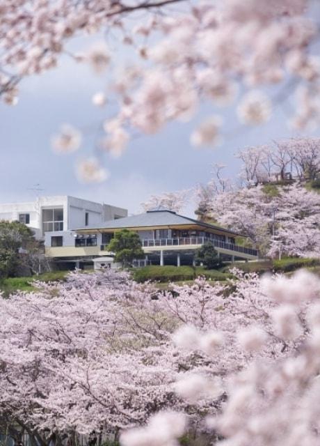 【桜・見ごろ】丸岡公園