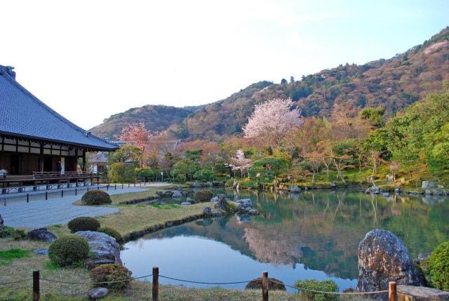 【桜・見ごろ】天龍寺