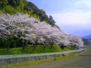 【桜・見ごろ】安土城跡