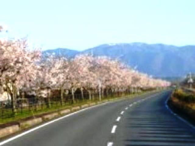 【桜・見ごろ】風車街道