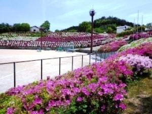 【花・見ごろ】雨山文化運動公園のツツジ