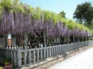 八幡神社 藤まつり