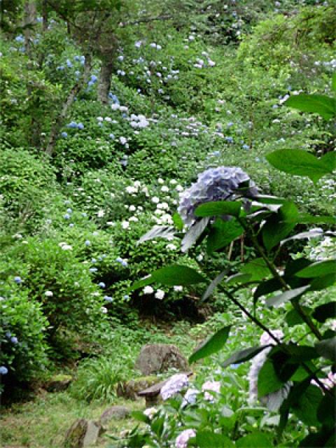 【あじさい・見ごろ】河合寺のあじさい園