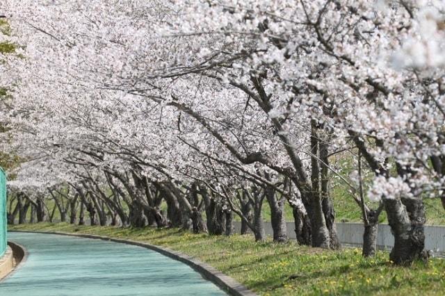 【桜・見ごろ】河合運動広場