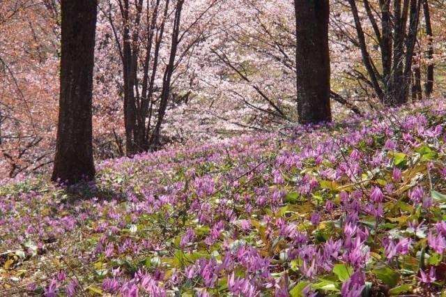 【花・見ごろ】大林ふるさとの山 カタクリさくら