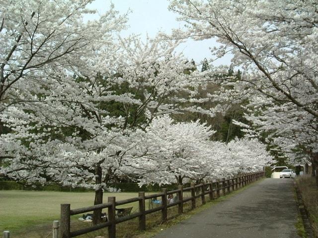 【桜・見ごろ】しらさぎ森林公園