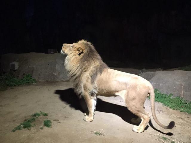 春のナイトZOO「SPRING NIGHT ZOO」