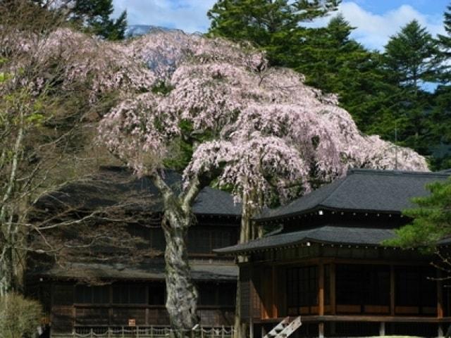 【桜・見ごろ】日光田母沢御用邸記念公園のしだれざくら
