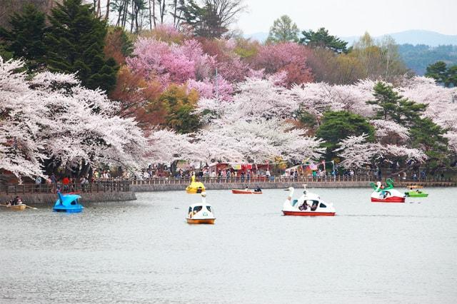 盛岡さくらまつり（高松公園）