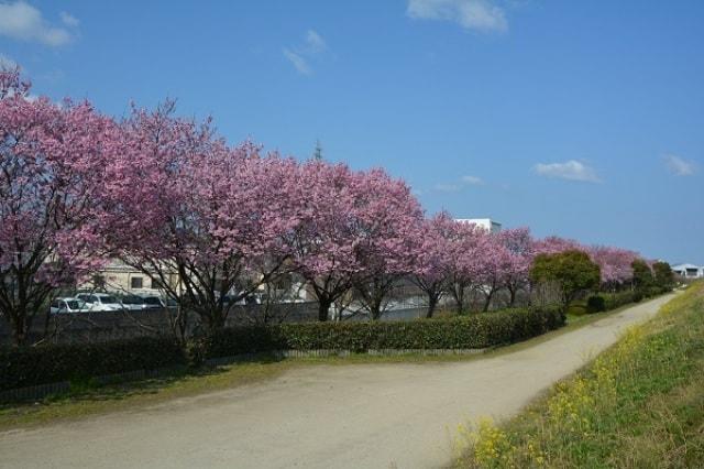 【桜・見ごろ】赤坂泉公園