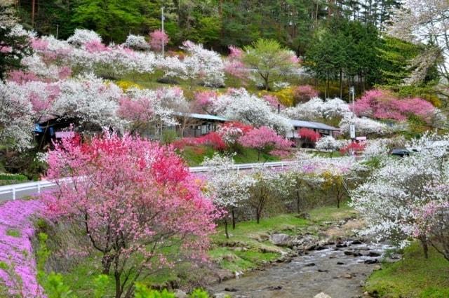ぐるっと駒ヶ根　花めぐりバス