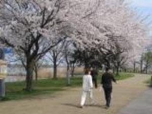 【桜・見ごろ】木場潟公園