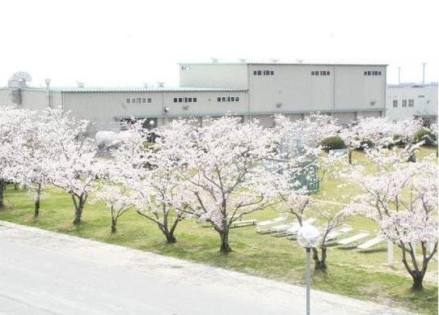 小郡駐屯地 桜並木一般開放