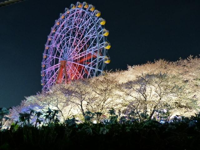夜桜ナイトZOO　東武動物公園