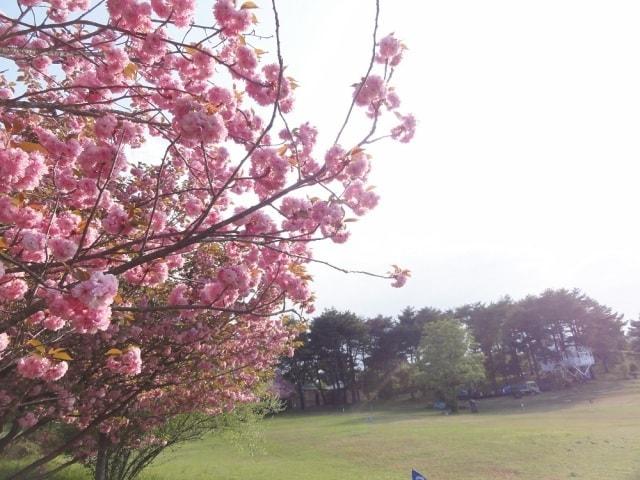 【桜・見ごろ】神石高原ティアガルテン