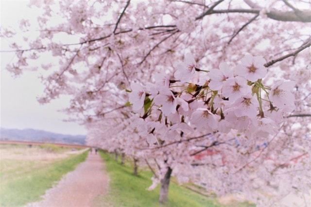 余市川桜づつみ