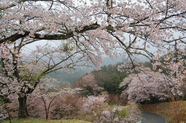 【桜・見ごろ】沓掛峠のヤマザクラ群