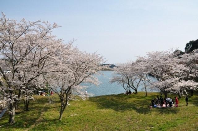 【桜・見ごろ】笠城ダム公園