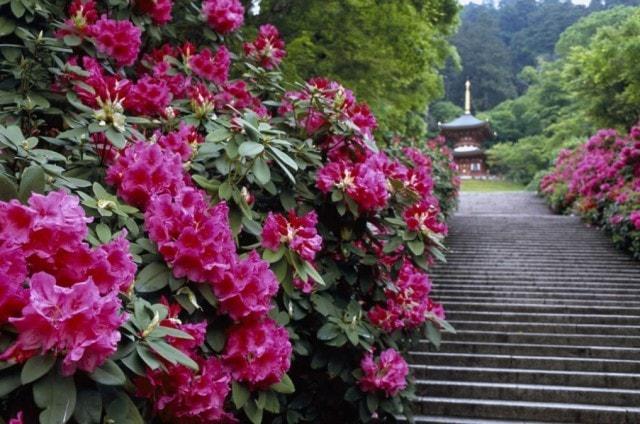 勝尾寺　しゃくなげまつり