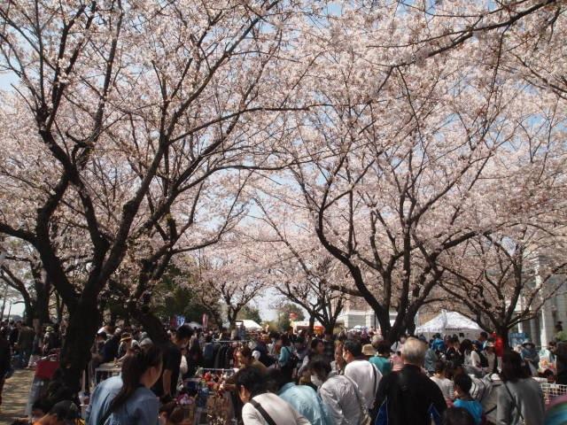 第42回綾瀬市商工会青年部　桜まつり