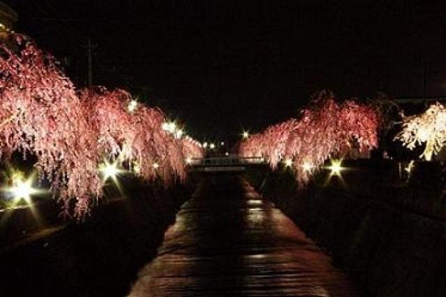 倉津川しだれ桜ライトアップ