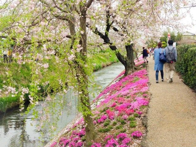 【花・見ごろ】渋田川沿いの芝桜