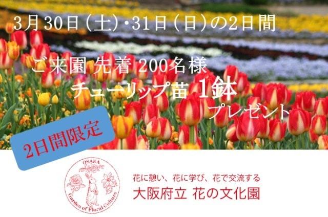 チューリップ苗1鉢プレゼント