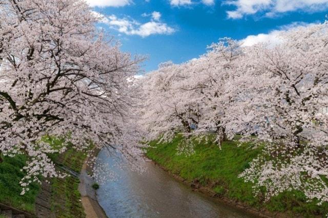 【桜・見ごろ】吉野瀬川