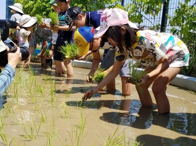 小学生対象　田植え体験イベント