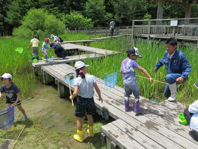 県立なか・やちよの森公園　ビオトープ池の生き物調査