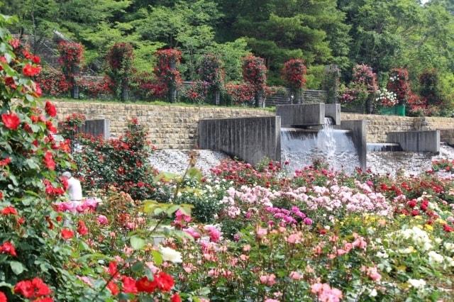 播磨中央公園　春のばらまつり