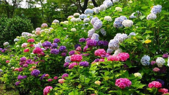 【あじさい・見ごろ】相野あじさい園