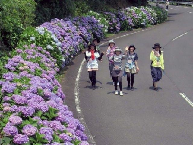 世知原あじさいロードウォーキング