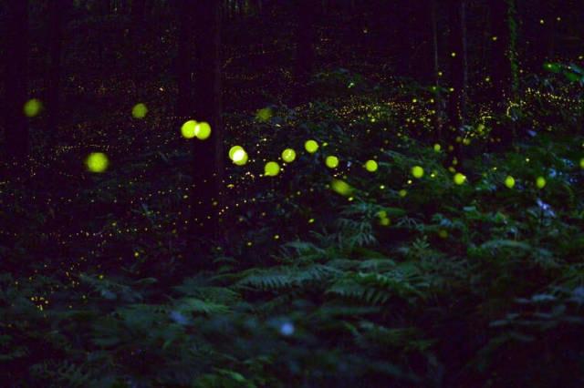 備中鐘乳穴 　幻想ひめぼたるの夜