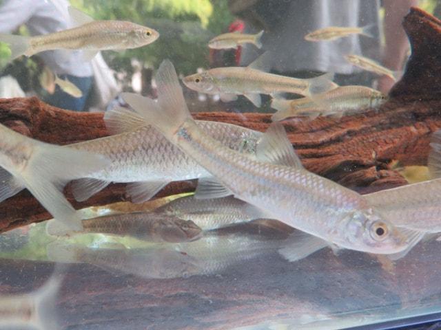 善福寺1日水族館