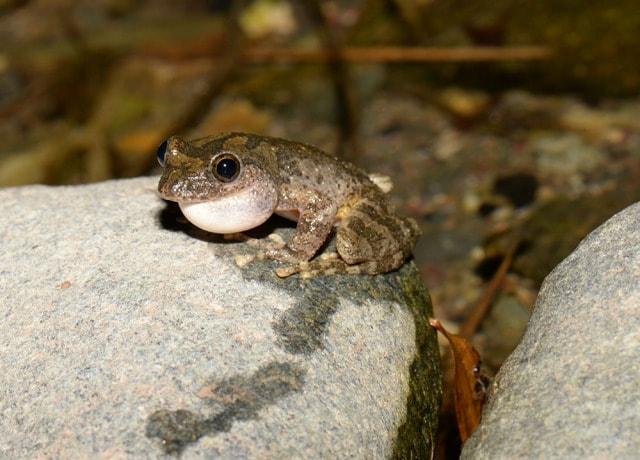 「かわはく」体験教室～カジカガエルの鳴き声を聞こう～（埼玉県）の観光イベント情報｜ゆこゆこ