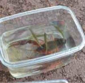 ザリガニ釣り大会（6月）