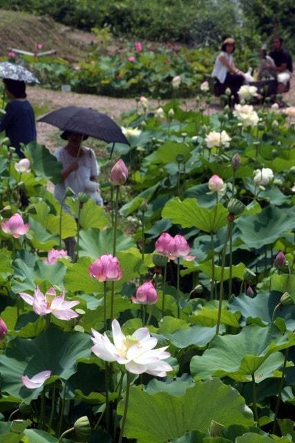 宮津市日ヶ谷「観蓮会」