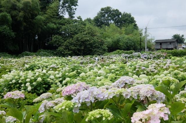 【あじさい・見ごろ】赤城山南麓　環境システム荻窪公園アジサイの丘