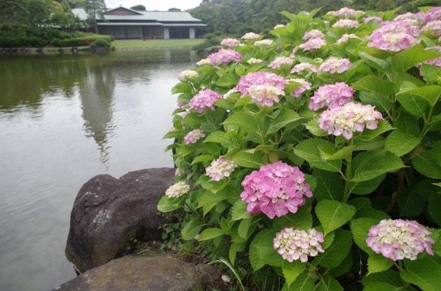【花・見ごろ】千葉県立幕張海浜公園　見浜園のあじさい