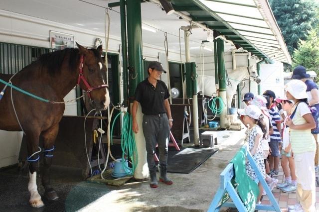 夏休み自由研究相談「馬について学ぼう」
