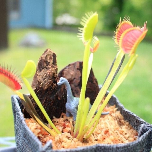 食虫植物を育てよう