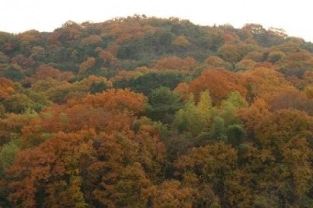 【紅葉・見ごろ】甘南備山