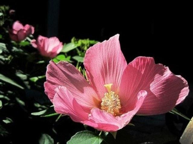 【花・見ごろ】舎那院 芙蓉