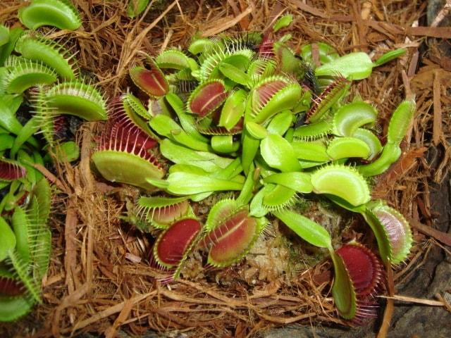 ハエトリソウのエサやり体験