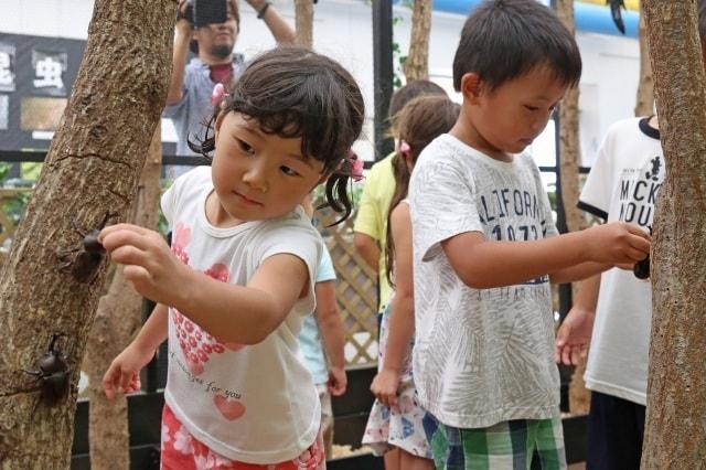 マザー牧場　カブトムシ館