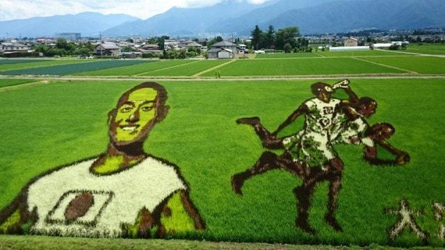 信州安曇野田んぼアート